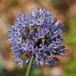 Allium Caeruleum Azureum - Blue-Flowered Garlic